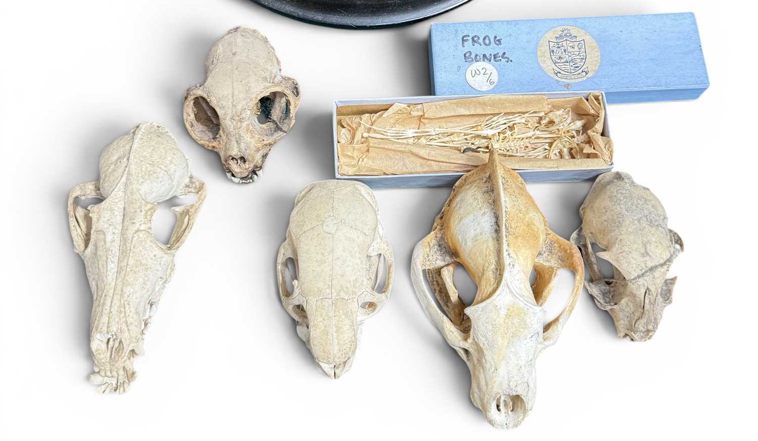 Lot 56 - A COLLECTION OF TAXIDERMY ANIMAL SKULLS